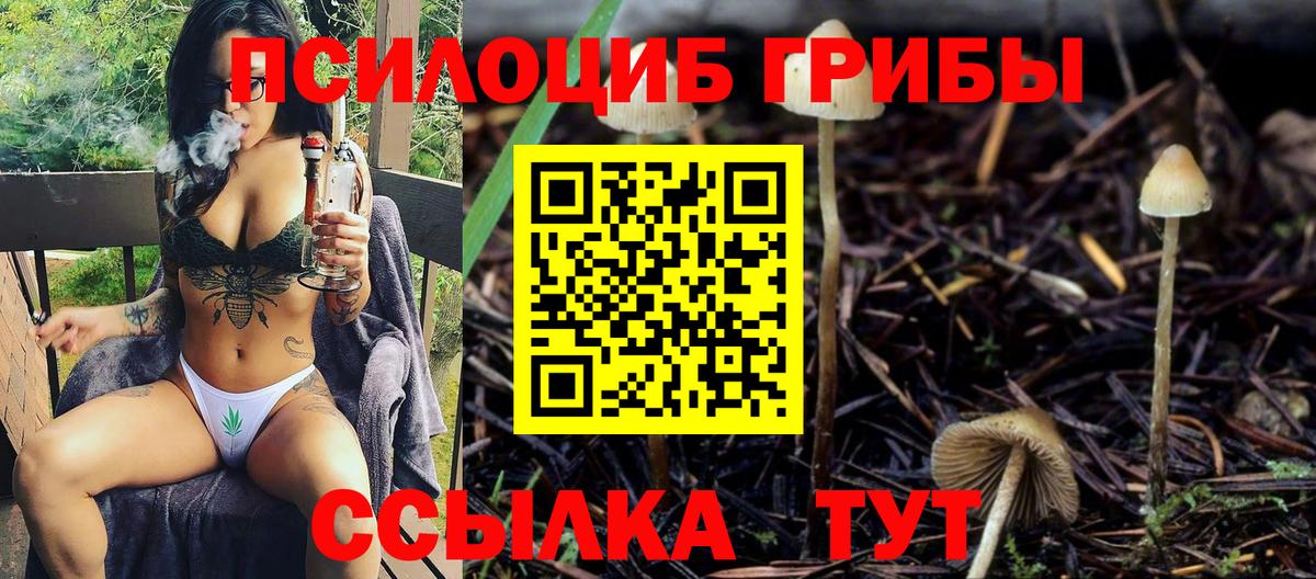 Псилоцибиновые грибы Psilocybine cubensis Краснодар